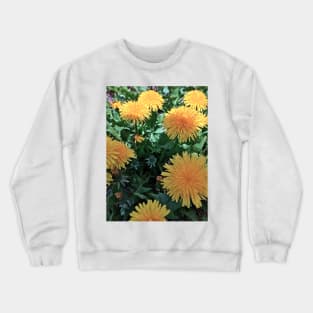 Dandelions - Variation in Lighting - Early Spring Blooms Crewneck Sweatshirt